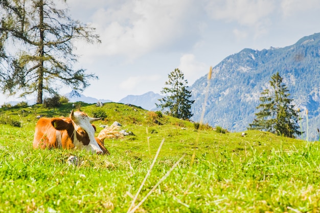 Vacas nos prados verdes dos Alpes