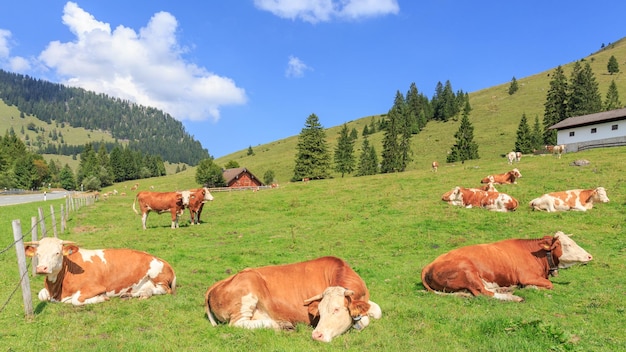 Foto vacas num campo