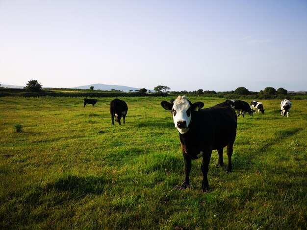 Foto vacas num campo