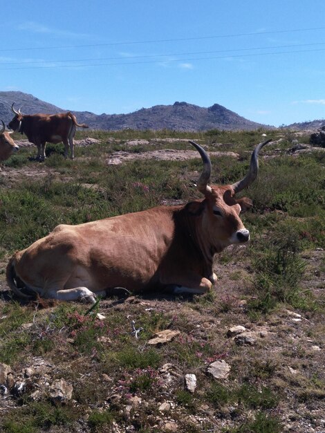 Foto vacas num campo