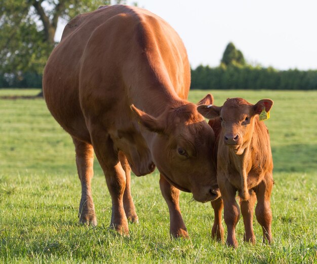 Foto vacas num campo