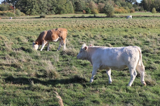 Vacas num campo