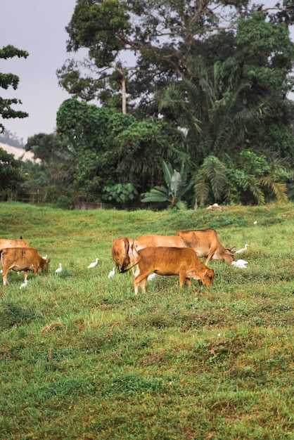 Foto vacas num campo