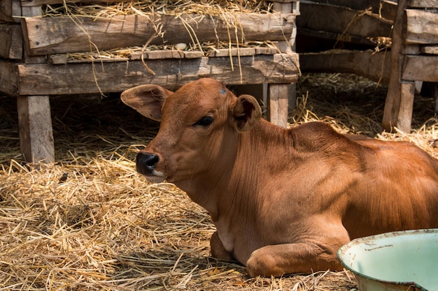 Foto vacas num celeiro