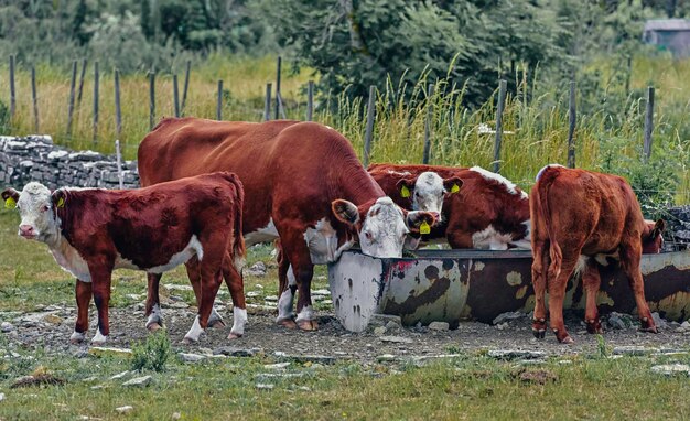 Foto vacas olhando para a câmera