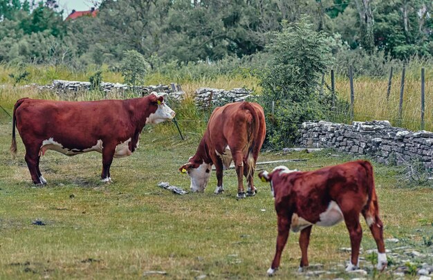 Foto vacas olhando para a câmera