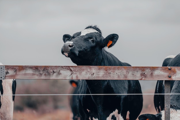 Foto vacas olhando para a câmera