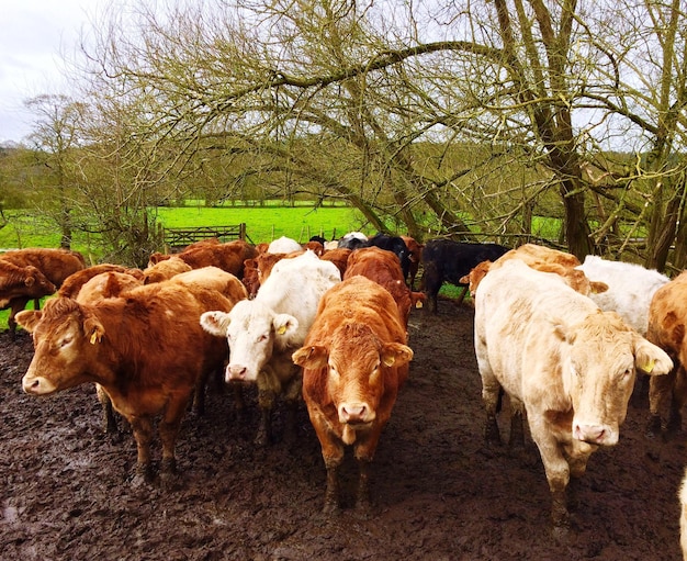 Foto vacas en la orilla del río