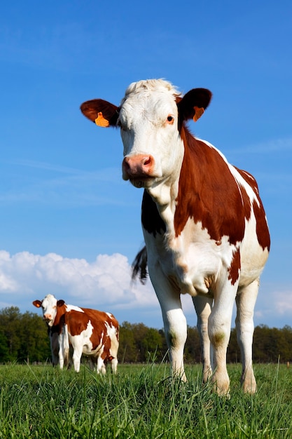 Vacas en el país francés