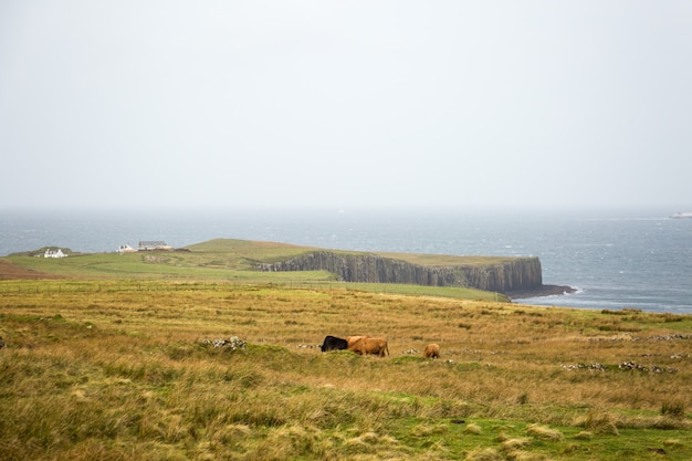 Vacas en el paisaje de Escocia