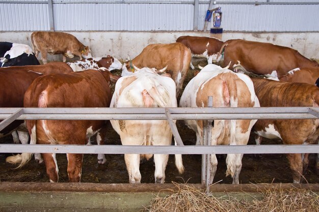 Las vacas se paran en una fila con la espalda vuelta en el establo. Animales de granja.