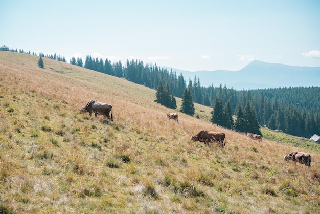 Vacas pastam em altitude em um prado e perto de florestas de pinheiros e montanhas Alpino Os Alpes Paisagem Arborização Pico do horizonte Rústico Comer Dia Europa Floresta Planta Estação