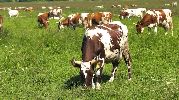 Vacas pastam em um pasto verde em um dia de verão rebanho de vacas em um pasto de verão