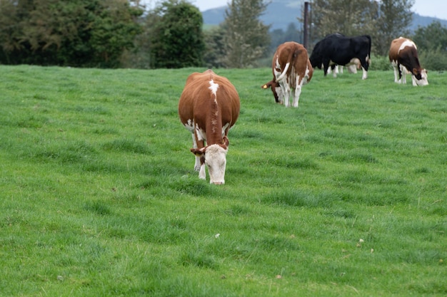 . Vacas pastam em um prado verde de verão. Paisagens rurais com vacas em pastagens de verão