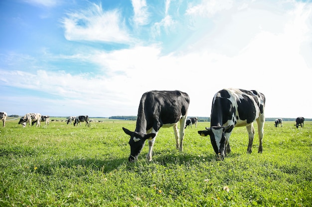 vacas pastam na grama verde no verão