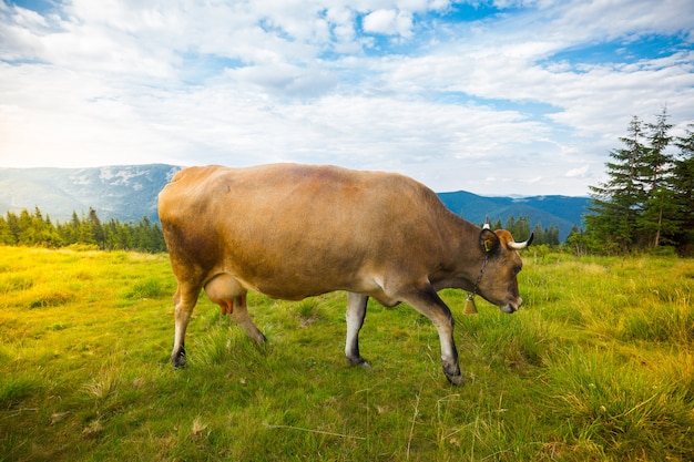 Vacas pastam nas colinas