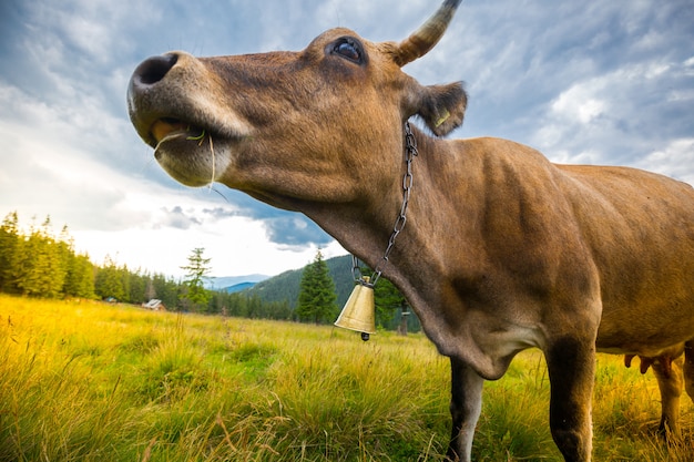 Vacas pastam nas colinas