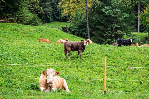 vacas pastam no prado alpino. Cartão postal dos Alpes, viagem pelo conceito de montanhas