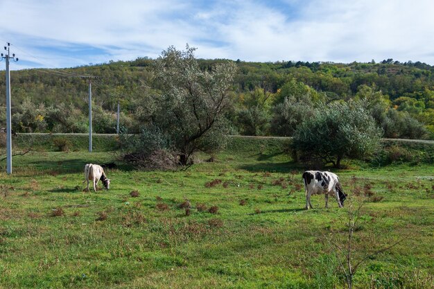 Las vacas pastan en el campo