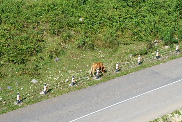 Las vacas pastan en el campo