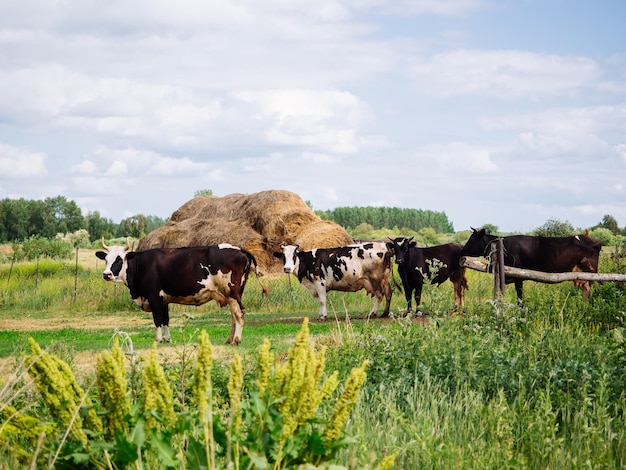 Las vacas pastan en un claro Una pila de heno seco