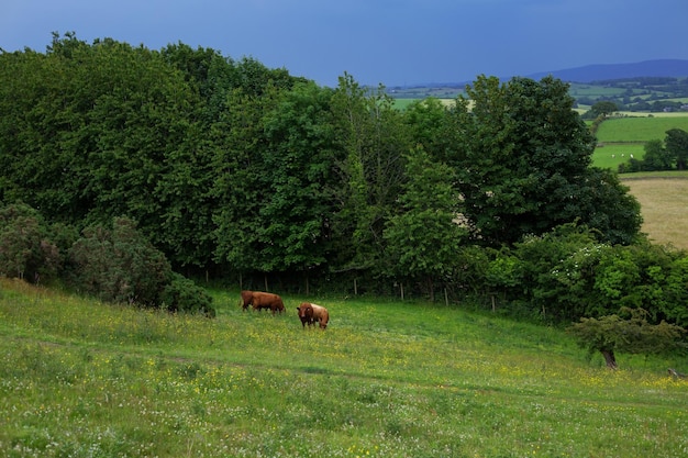 Las vacas pastan en las colinas abiertas de Inglaterra