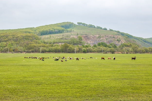 Las vacas pastan y descansan en un prado de primavera o verano con césped verde brillante y fresco.