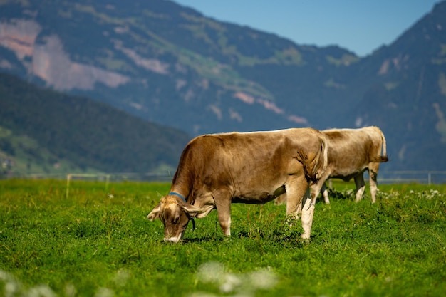 Las vacas pastan en un día de verano en un prado en Suiza, las vacas pastan en pastos de ganado de tierras de cultivo.