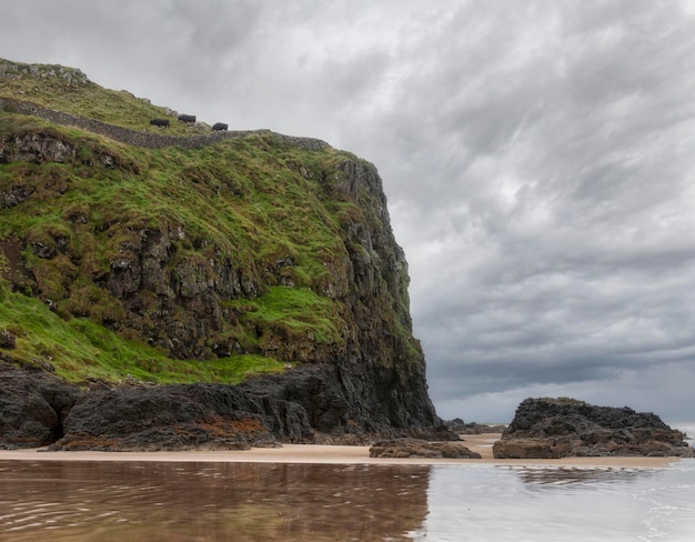 Las vacas pastan en un escarpado acantilado frente a la costa de Donegal. Irlanda del Norte