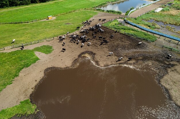 Las vacas pastan en una granja de ganado vista superior