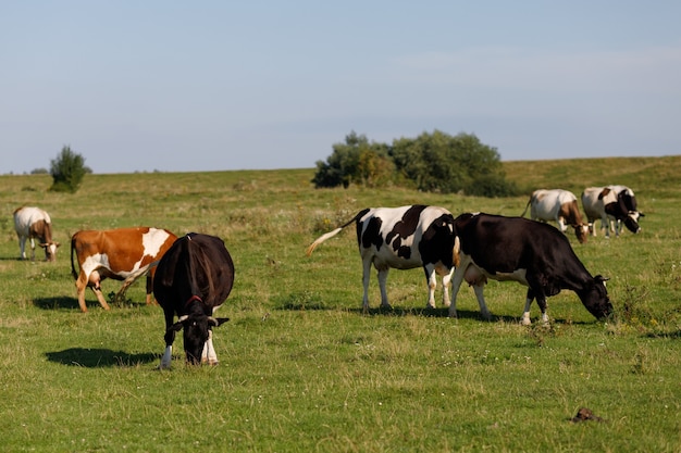 Las vacas pastan en la hierba. Hermoso paisaje de verano.