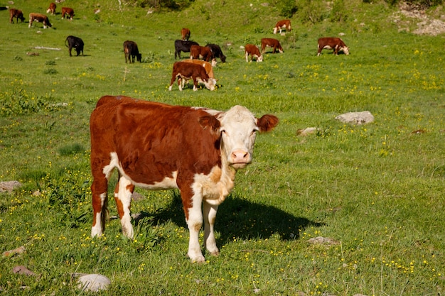 las vacas pastan en las montañas