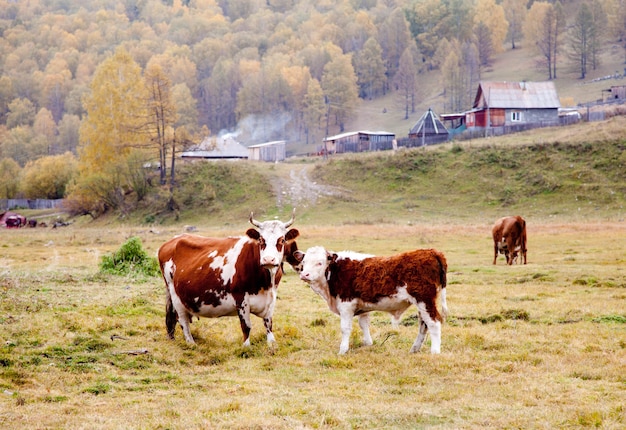 Las vacas pastan en el otoño en Altai