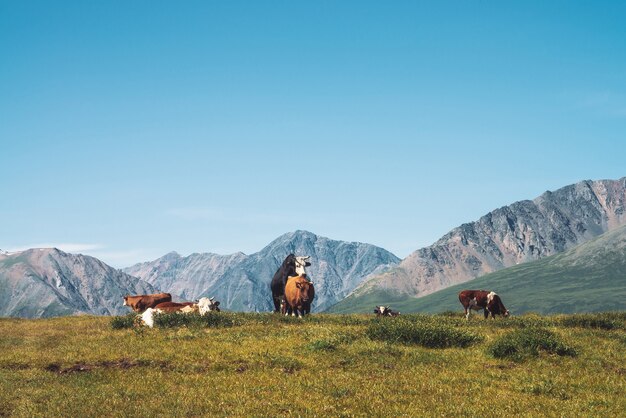 Las vacas pastan en los pastizales del valle frente a maravillosas montañas gigantes en un día soleado.