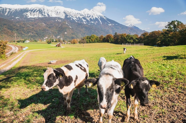 las vacas pastan en un pasto al pie de los Alpes