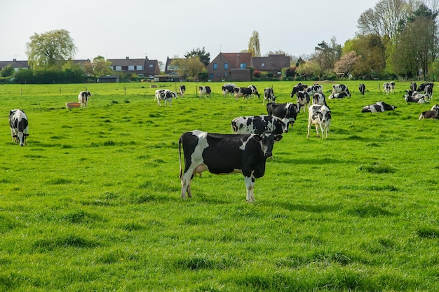 Las vacas pastan en el pasto Enfoque selectivo