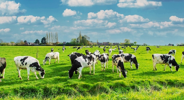 Las vacas pastan en el pasto Enfoque selectivo