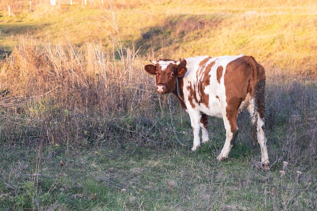 Foto las vacas pastan en el pasto