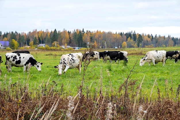 Las vacas pastan en el prado y comen pasto verde