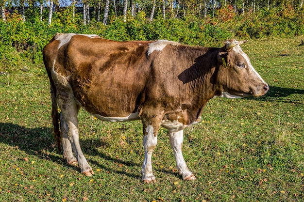 Las vacas pastan en un prado en un día claro y soleado de verano