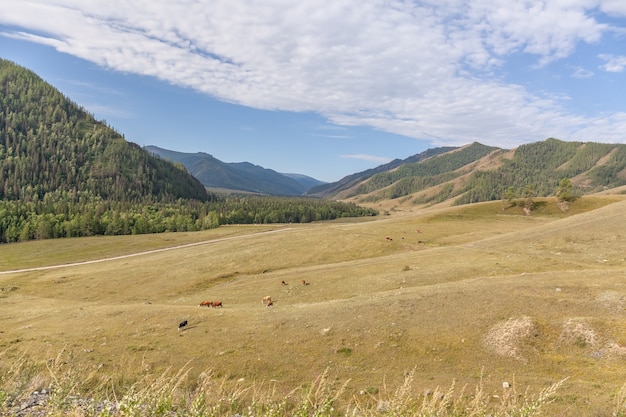 Las vacas pastan en un prado en las montañas de Altai. Rusia.