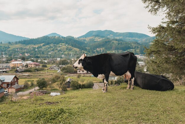 Las vacas pastan en el prado de las montañas del Cáucaso.