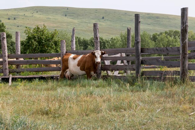 Foto las vacas pastan en el prado en verano ganado en la granja