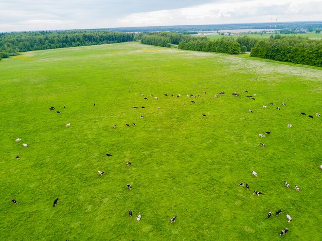 Las vacas pastan en un prado verde.