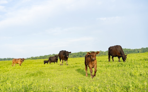 Las vacas pastan en el prado