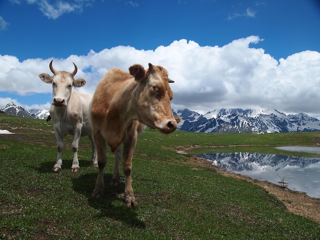 Las vacas pastan en prados alpinos y tratan de acercarse al fotógrafo