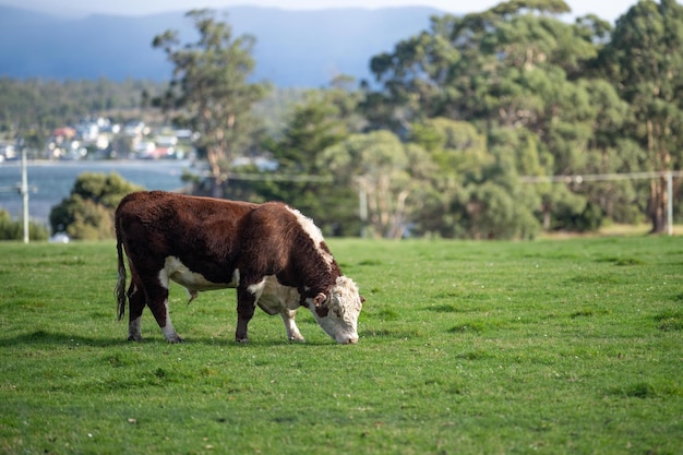 Vacas pastando al atardecer en una granja