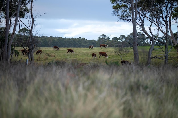 Vacas pastando al atardecer en una granja