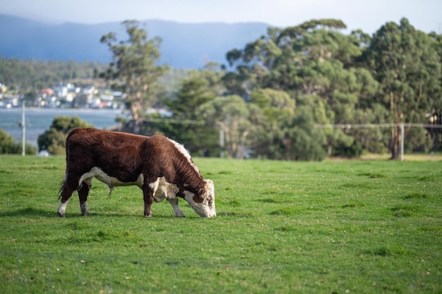 Vacas pastando ao pôr-do-sol em uma fazenda