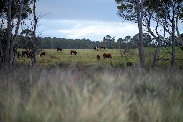 Vacas pastando ao pôr-do-sol em uma fazenda